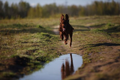 Dog running on field