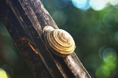 Close-up of snail on wooden log