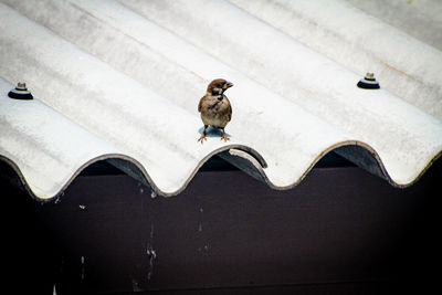 Low angle view of bird perching