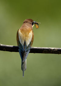 Close-up of bird perching on branch