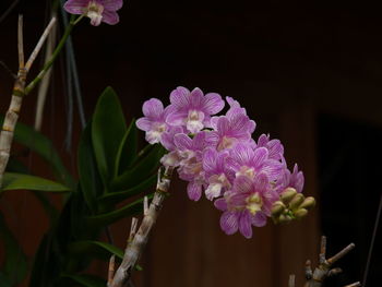 Close-up of pink rose flowers