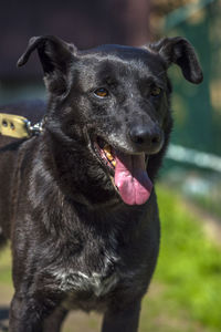 Close-up of black dog looking away