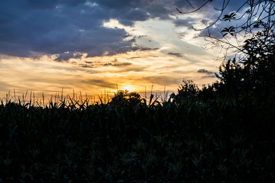 Silhouette plants growing on field against sky during sunset