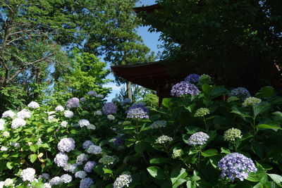 Low angle view of purple flowering plants in park