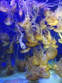 Close-up of jellyfish swimming in aquarium