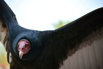 Close-up of a horse