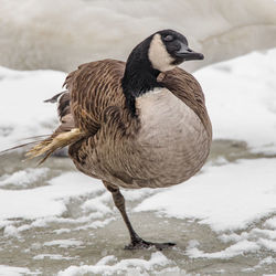 Close-up side view of a duck on snow