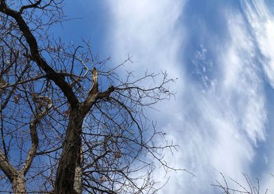 Low angle view of bare tree against sky