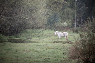 Dog standing in a forest