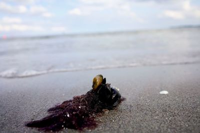 Close-up of a turtle on beach