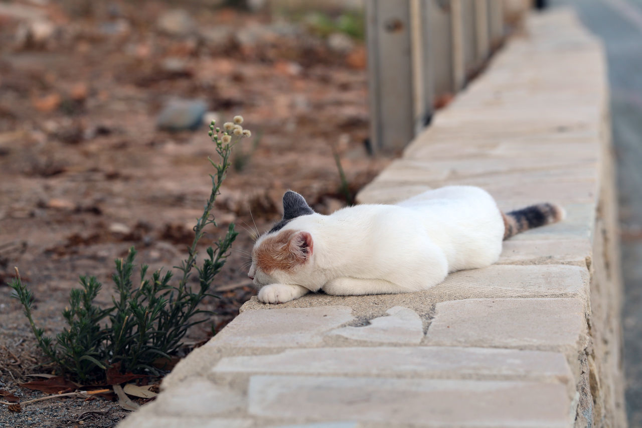 WHITE CAT ON RETAINING WALL