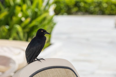 Close-up of greater antillean grackle