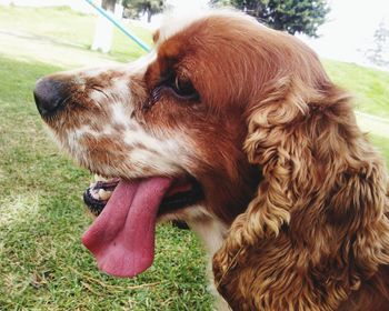 Close-up of dog