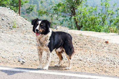 Dog looking away