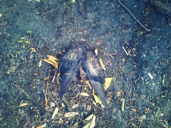 Fallen leaves on ground