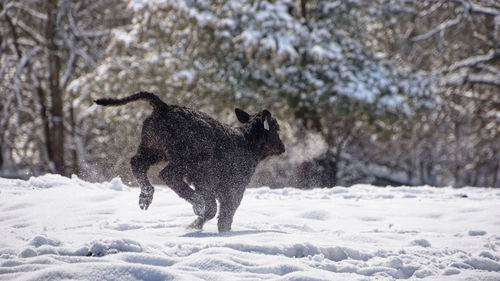 Full length of a horse on snow