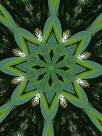 Close-up of succulent plant