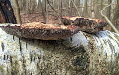 Close-up of lizard on tree trunk
