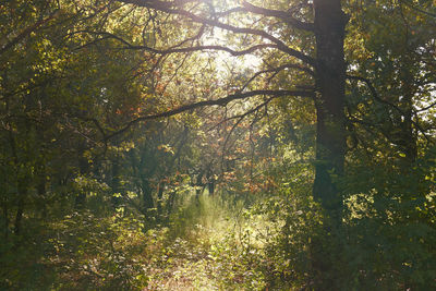 Trees in forest