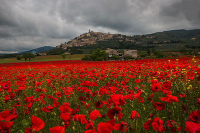 Romantic view of medieval trevi village in umbria with beautiful field of red poppies on rainy day