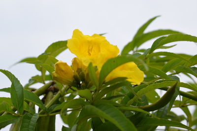 Close-up of yellow flowers against clear sky