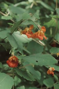 Close-up of flowering plant