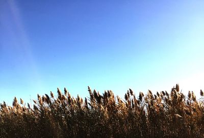 Scenic view of field against clear blue sky