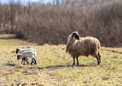 Sheep standing in a field