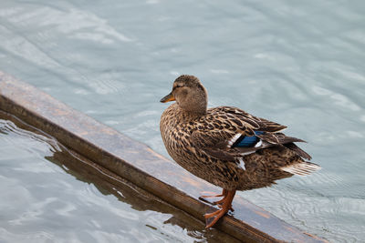 Duck swimming on lake