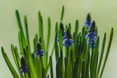 Close-up of purple flowering plant