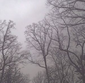 Low angle view of bare trees against sky