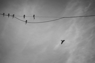 Low angle view of birds flying in the sky