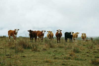 Cows standing in a field