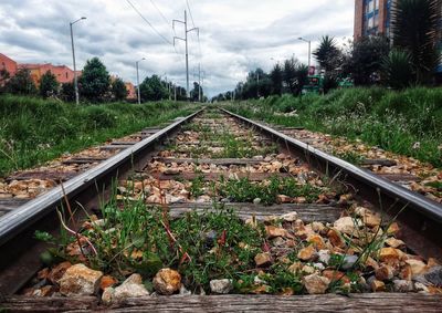 View of railroad tracks against plants