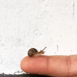 Close-up of snail on hand