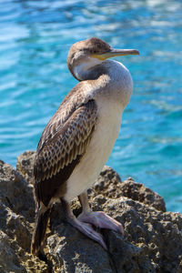 Close-up of bird perching on rock by sea