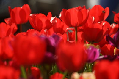 Close-up of red tulips