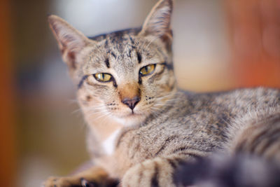 Close-up portrait of tabby cat