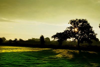 Trees on field against sky at sunset