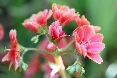 Close-up of pink flowering plant leaves