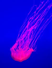 Close-up of jellyfish against blue background