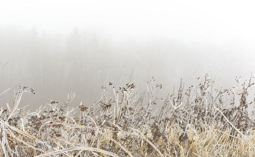 Plants growing on land during winter