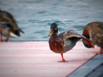 Bird in water