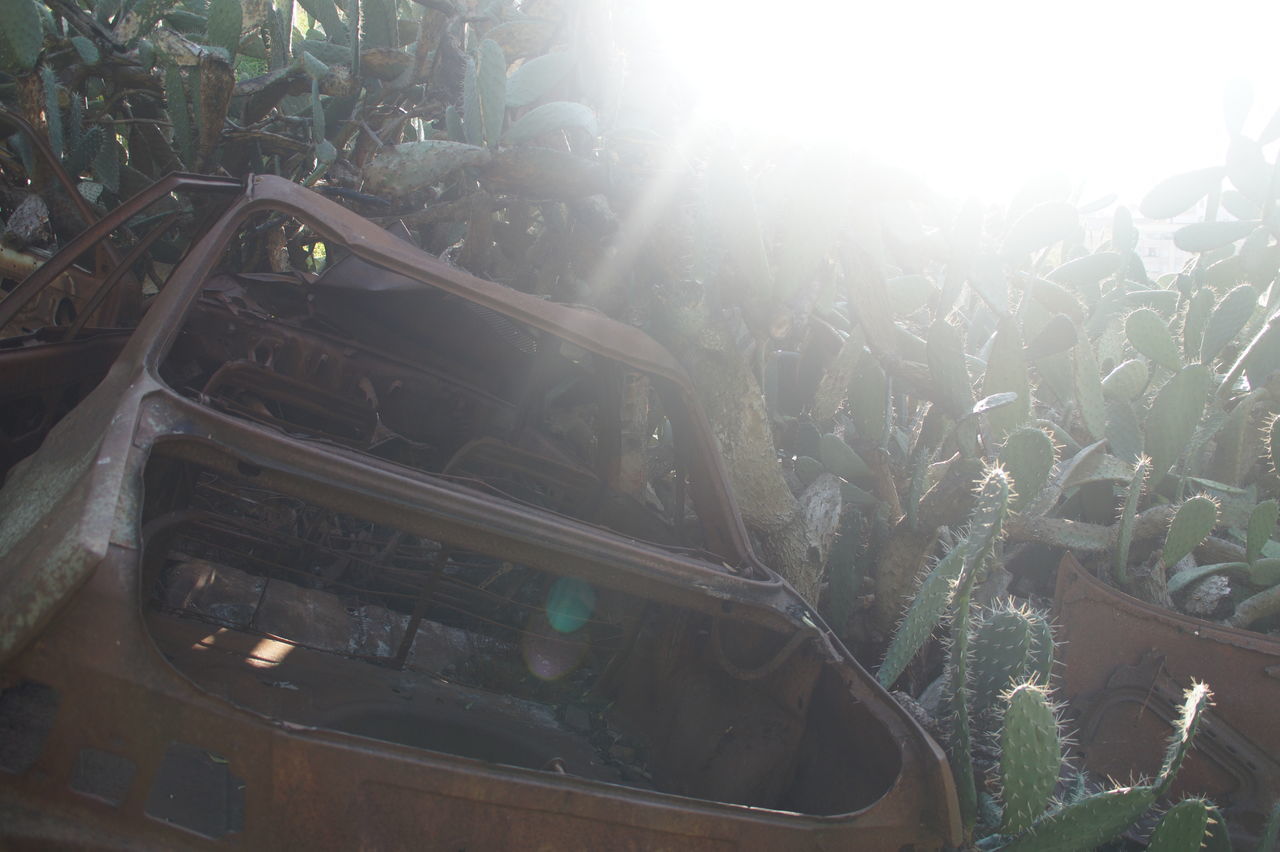 HIGH ANGLE VIEW OF PLANTS ON LAND