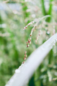 Close-up of white flowering plant