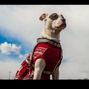 Low angle view of dog against sky