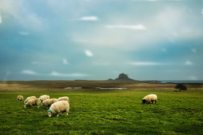 Sheep grazing on field against sky