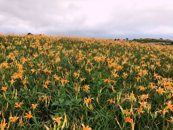 Yellow flowers blooming on field against sky