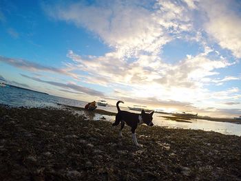 Dog standing on beach against cloudy sky