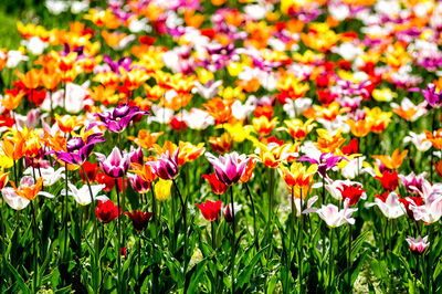 Close-up of colorful flowers in field